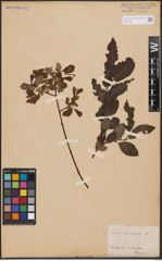 Salix aurita L. x Salix silesiaca Willd.